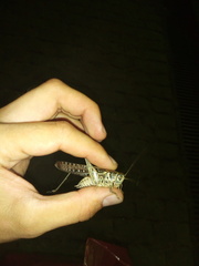 Decticus albifrons