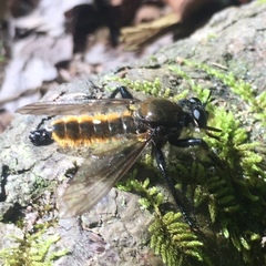 Laphria sericea