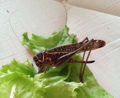 Decticus albifrons
