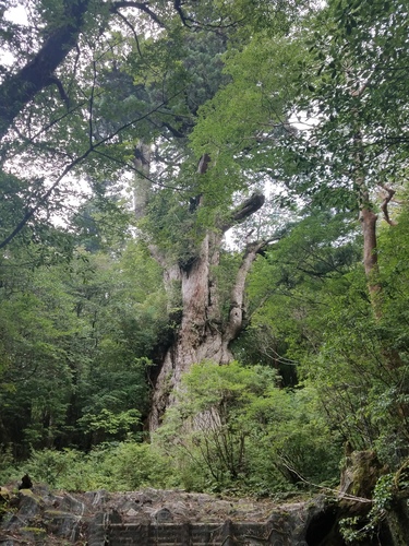 Cryptomeria japonica iNat (2)