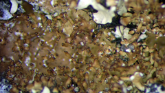 Pseudocyphellaria wilkinsii