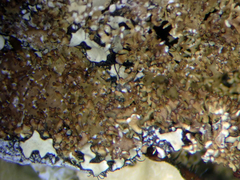 Pseudocyphellaria wilkinsii