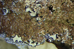 Pseudocyphellaria wilkinsii