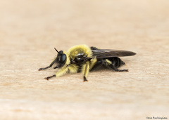 Laphria affinis