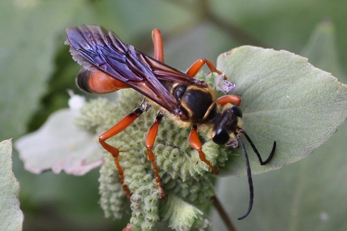 Great Golden Digger Wasp,  S Lakeshore Dr, Whispering Pines, NC 28327, USA, photo 9 of 10