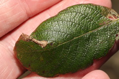 Phyllonorycter salicicolella
