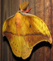 Copaxa syntheratoides