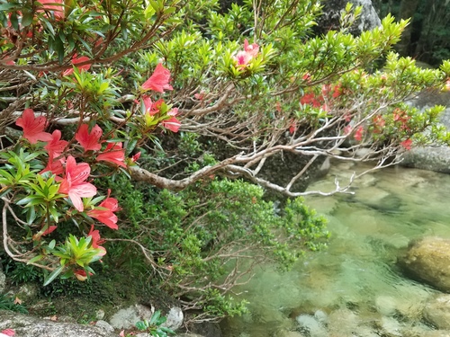 Rhododendron yakuinsulare iNat (1)