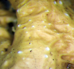 Pseudocyphellaria wilkinsii
