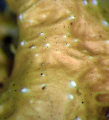 Pseudocyphellaria wilkinsii