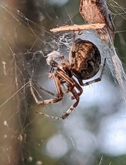 Metepeira labyrinthea