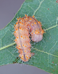 Acronicta brumosa