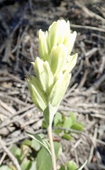 Castilleja elmeri