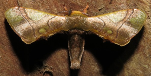 Bombycidae image