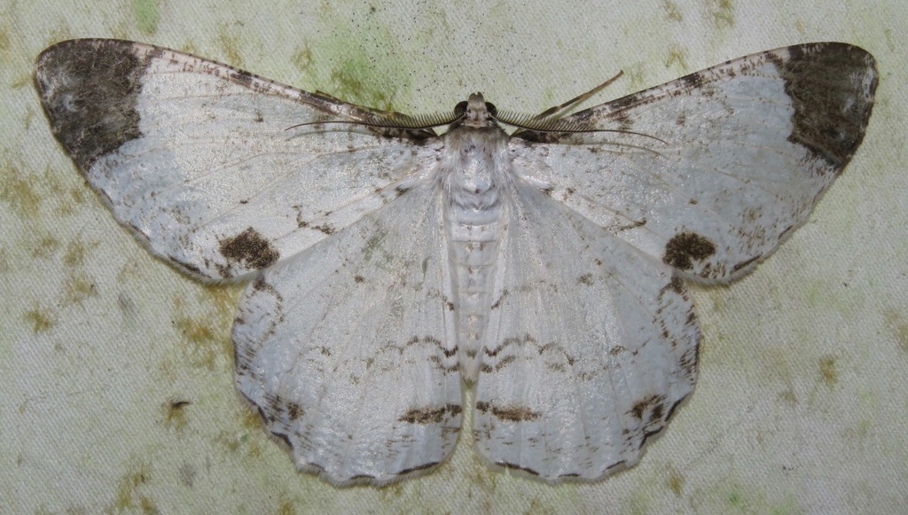 Epimecis