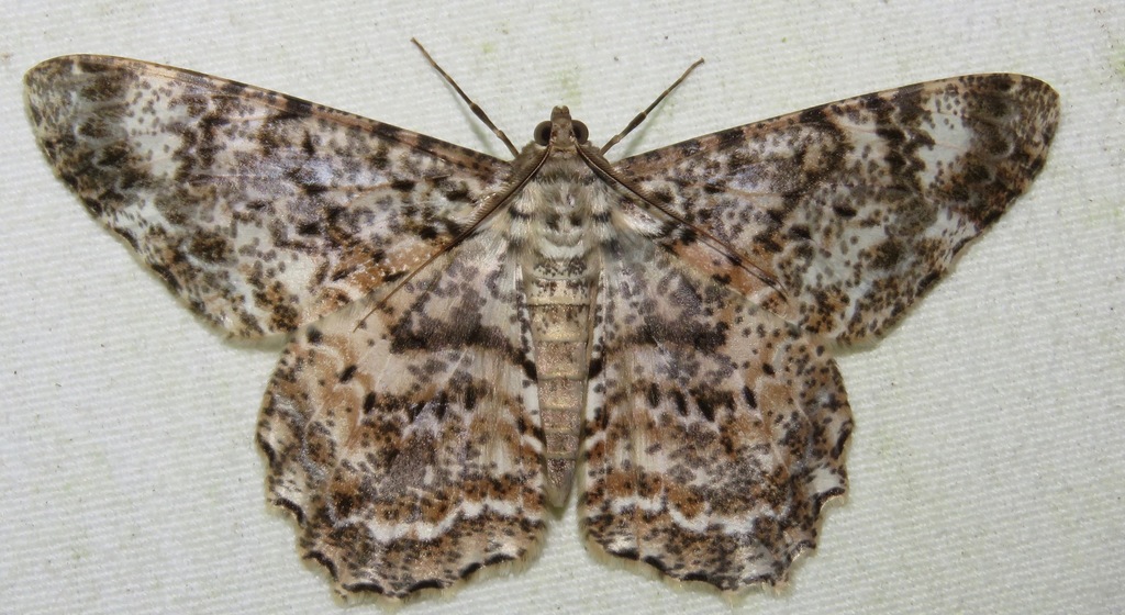 Epimecis nasica