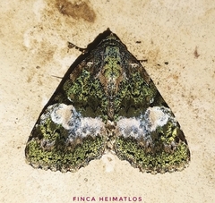 Eudyops fuscoviridis