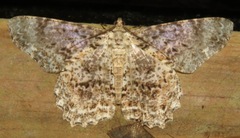 Epimecis nasica