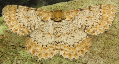 Nesalcis