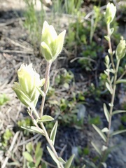 Castilleja elmeri