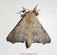 Apatelodidae