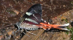 Erateina staudingeri