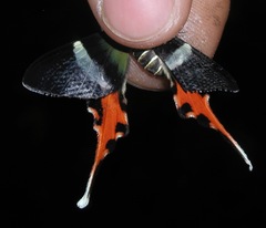 Erateina staudingeri