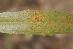 Puccinia baccharidis