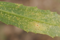 Puccinia baccharidis