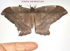 Arsenurinae