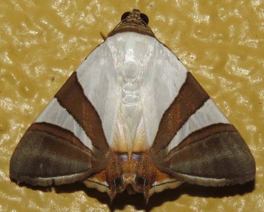 Eulepidotis electa