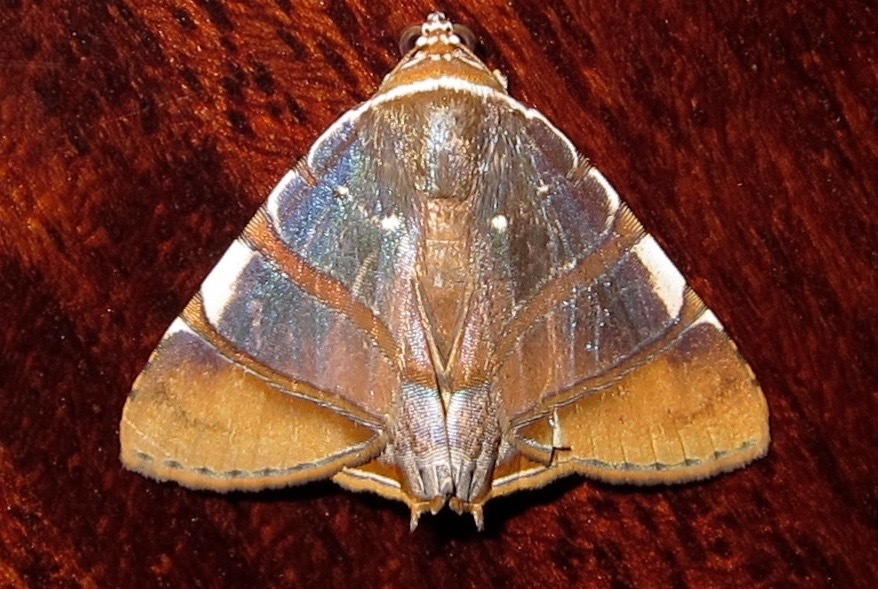 Eulepidotis ezra