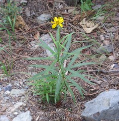 Verbesina longifolia