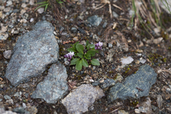 Cardamine bellidifolia