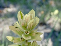 Castilleja elmeri