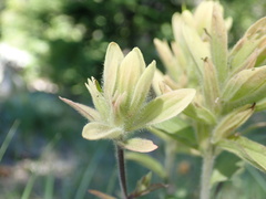 Castilleja elmeri