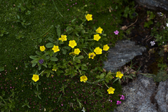 Potentilla brauniana