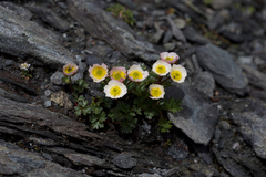 Ranunculus glacialis