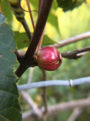 Ampelomyia vitispomum