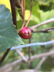 Ampelomyia vitispomum