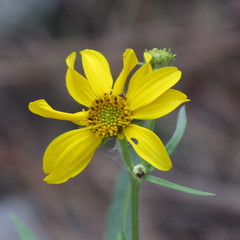 Verbesina longifolia