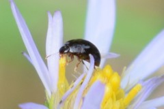 Olibrus semistriatus