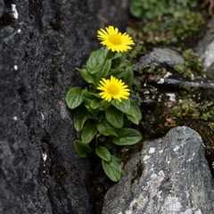Doronicum clusii