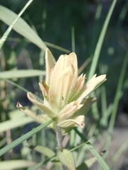 Castilleja elmeri