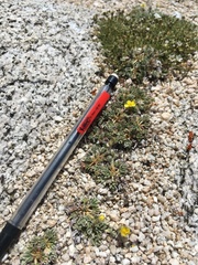 Potentilla pseudosericea