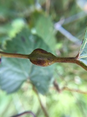 Neolasioptera vitinea