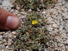 Potentilla pseudosericea