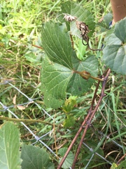 Neolasioptera vitinea