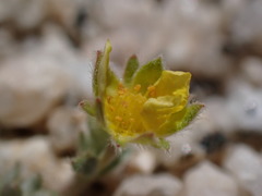 Potentilla pseudosericea
