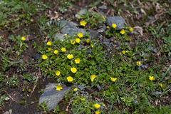 Potentilla brauniana